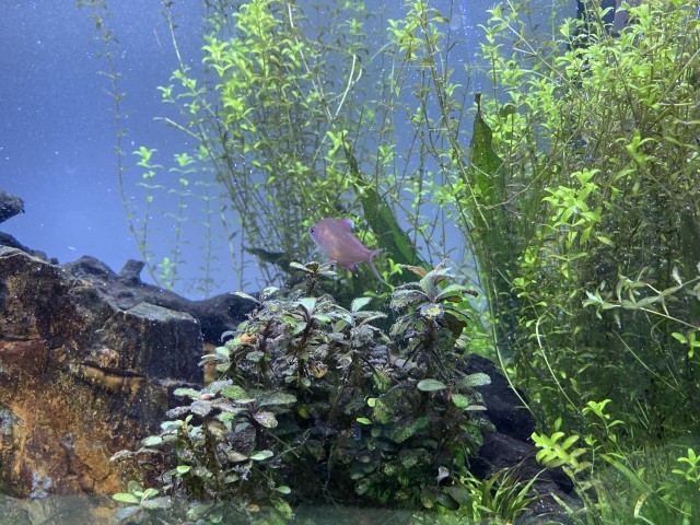 魚